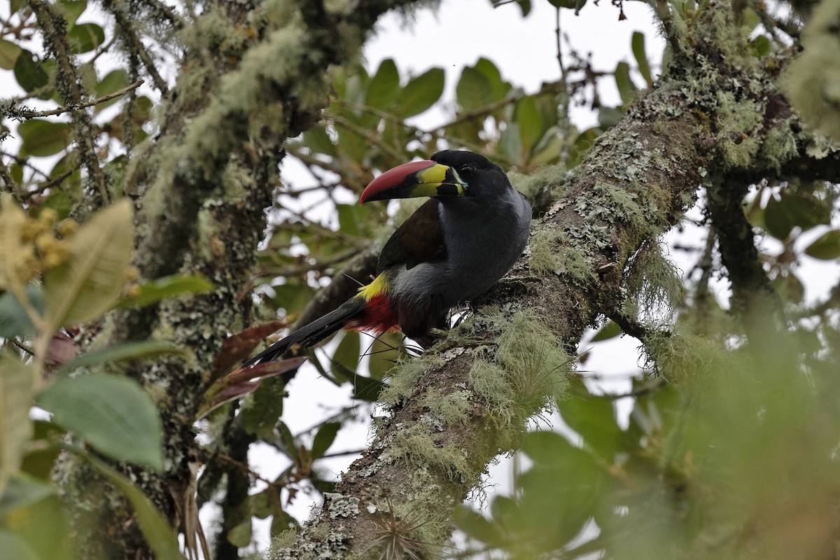 Gray-breasted Mountain-Toucan - ML619784024