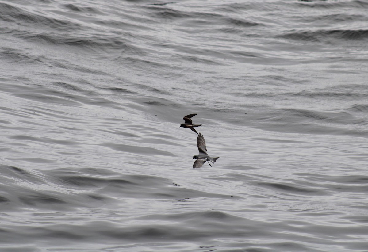 Fork-tailed Storm-Petrel - ML619784048