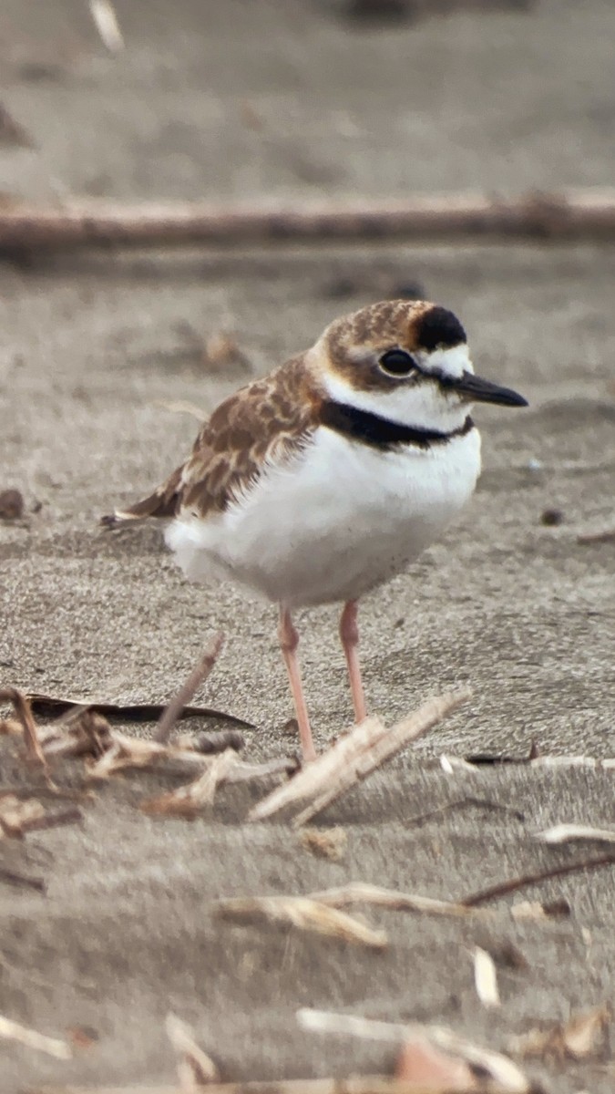 Collared Plover - ML619784055