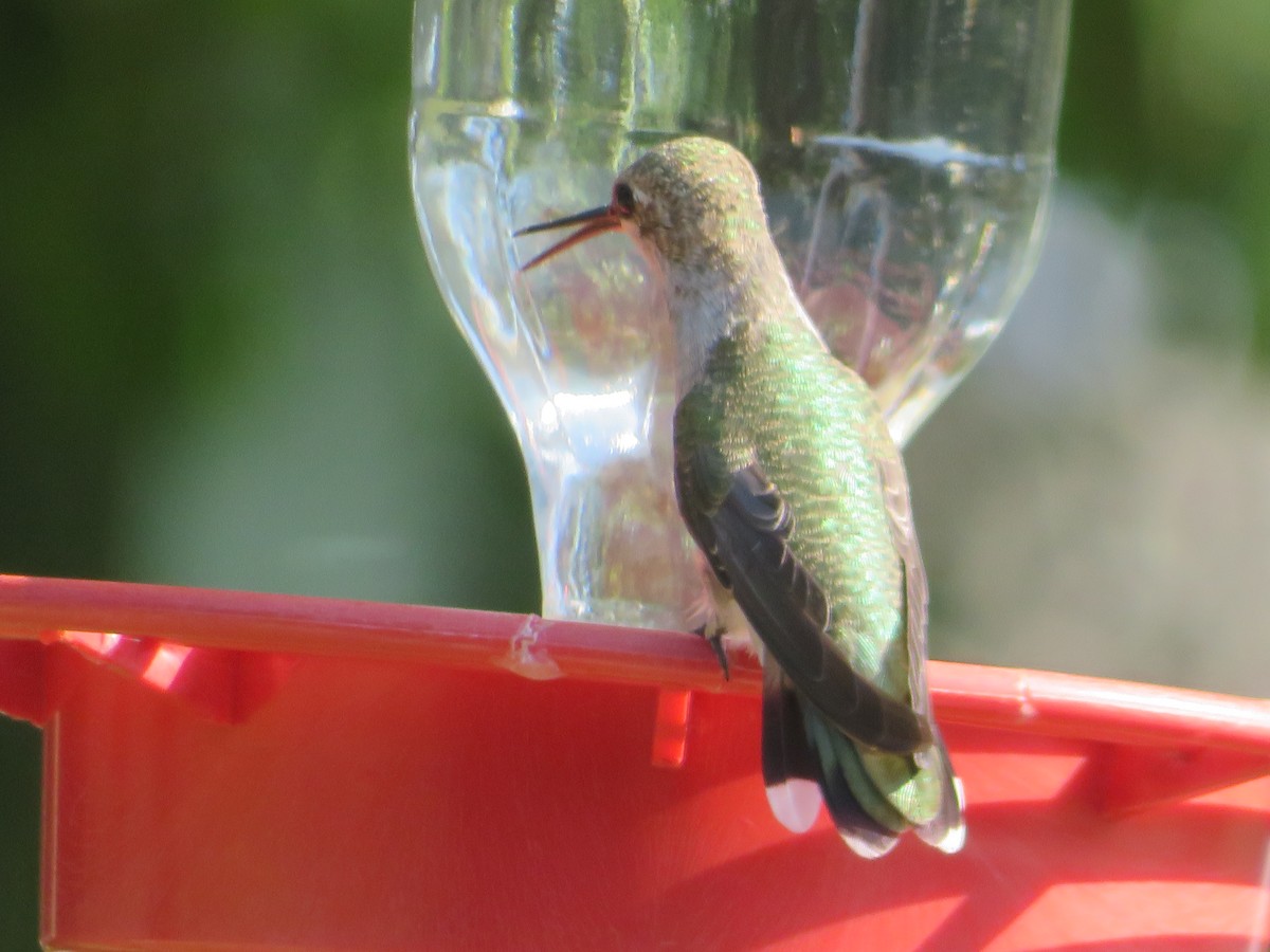 Black-chinned Hummingbird - ML619784068