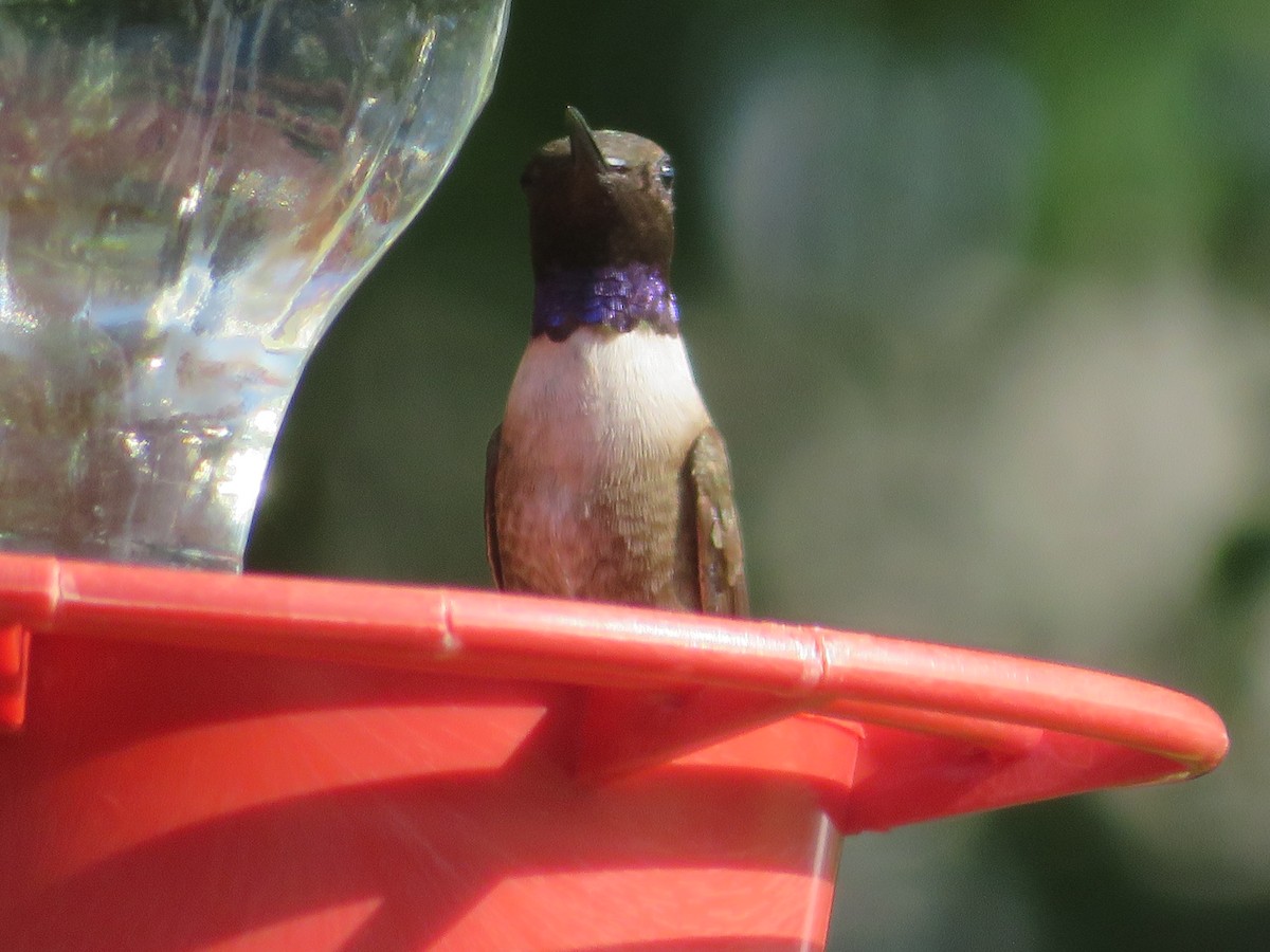 Black-chinned Hummingbird - ML619784129