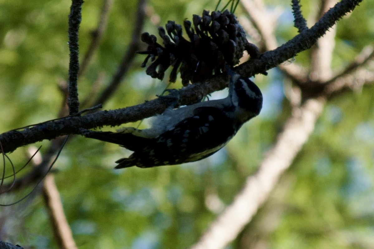 Downy Woodpecker (Eastern) - ML619784228