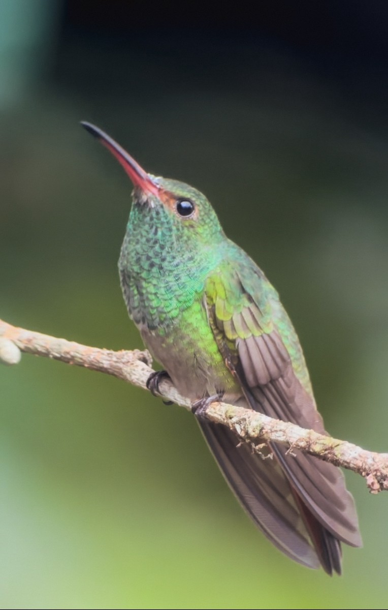 Rufous-tailed Hummingbird - ML619784240