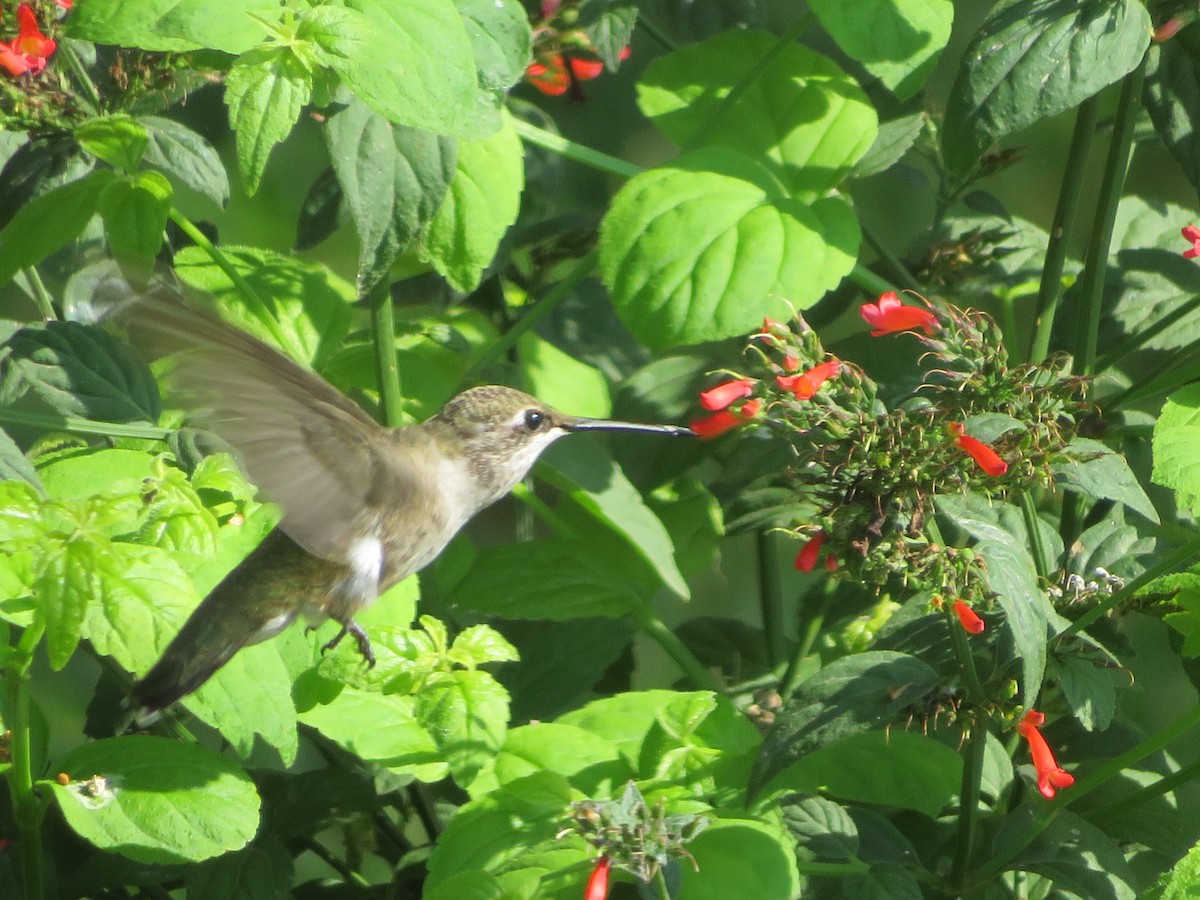 Black-chinned Hummingbird - ML619784256