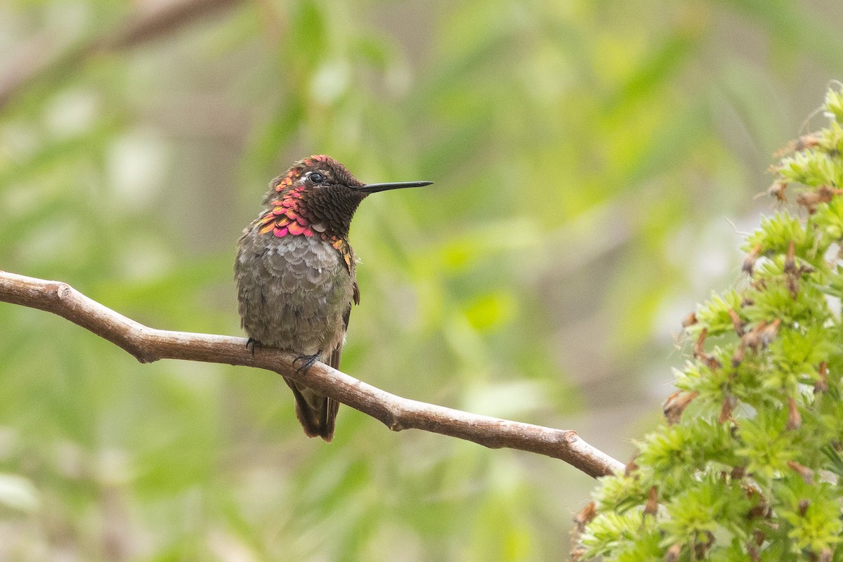 Anna's Hummingbird - ML619784261