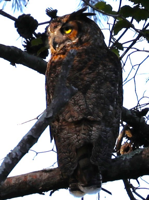 Great Horned Owl - ML619784312