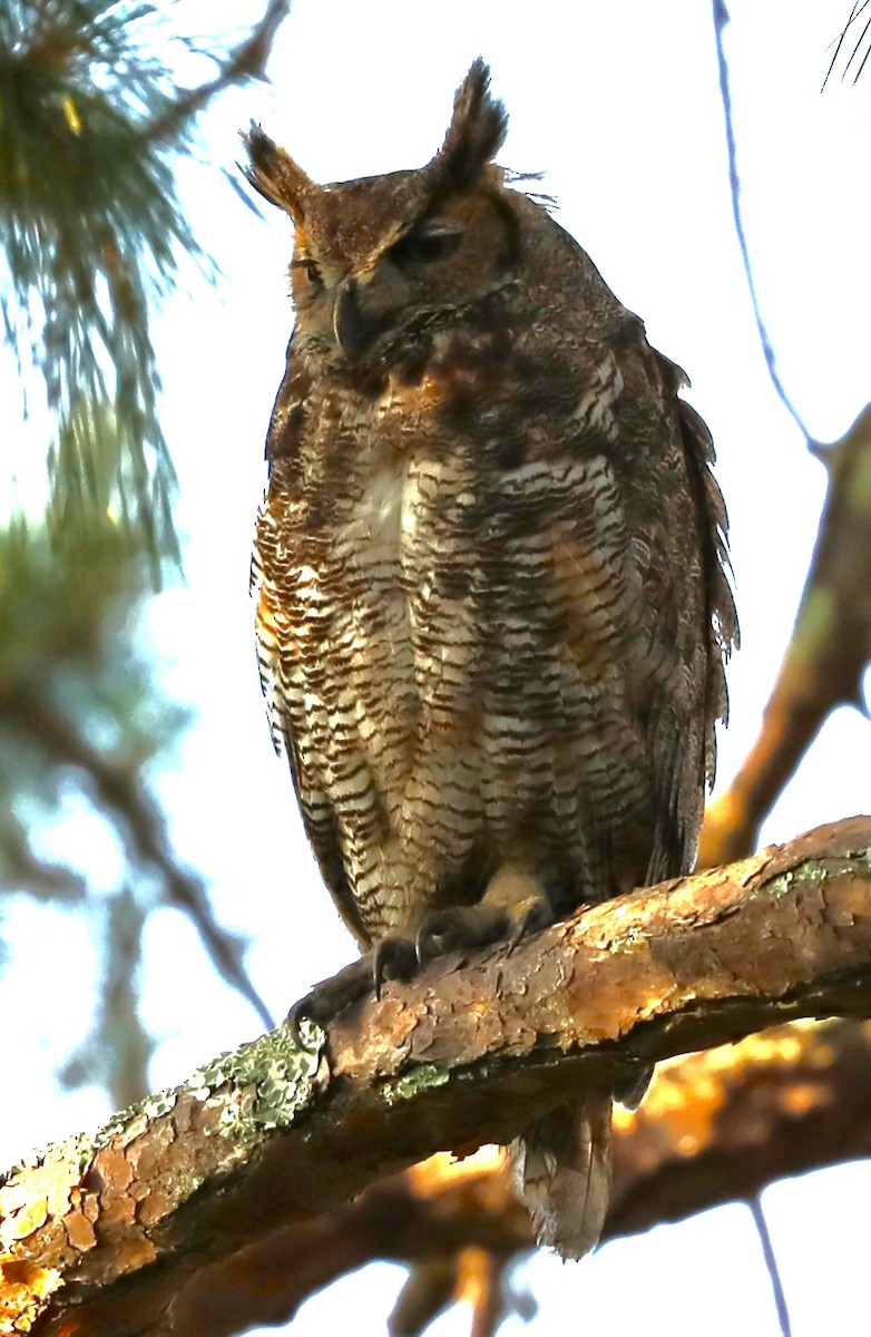 Great Horned Owl - ML619784313