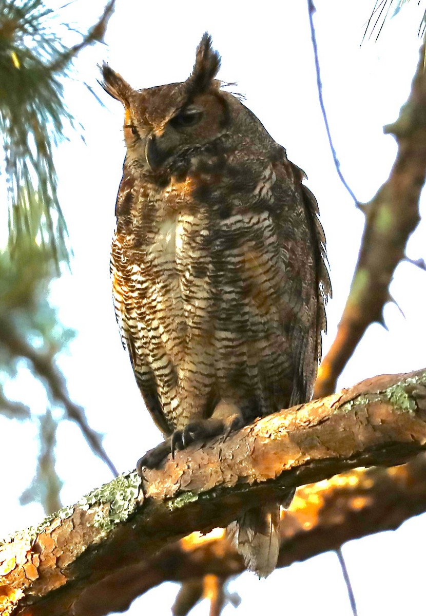 Great Horned Owl - ML619784314