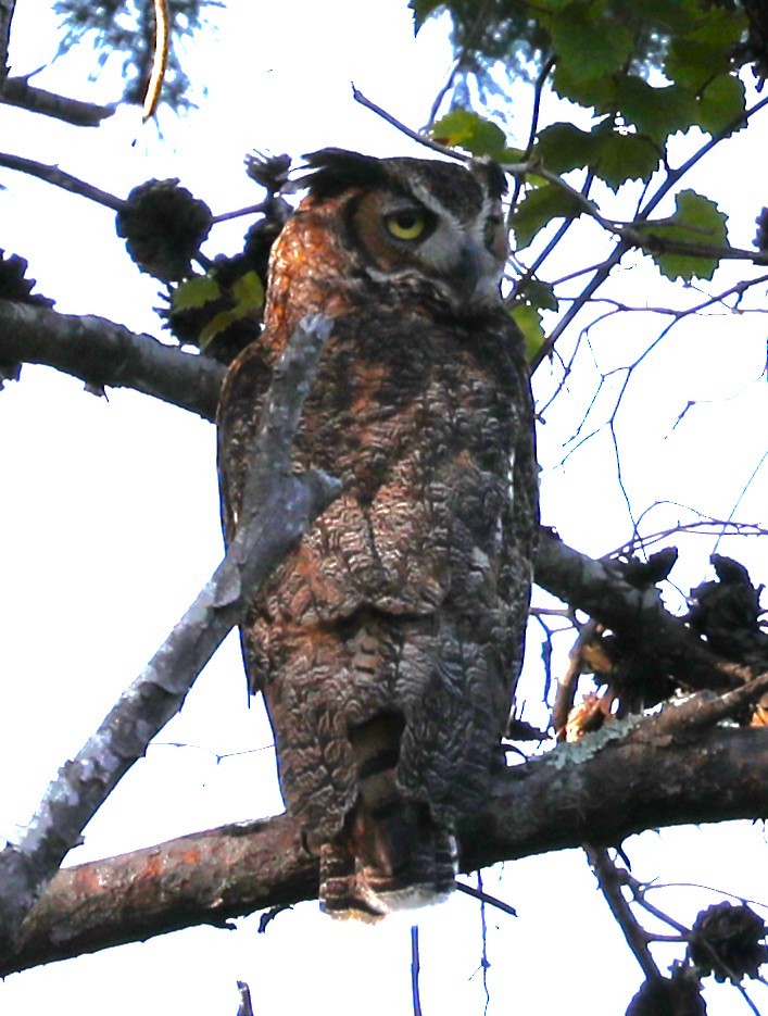 Great Horned Owl - ML619784315