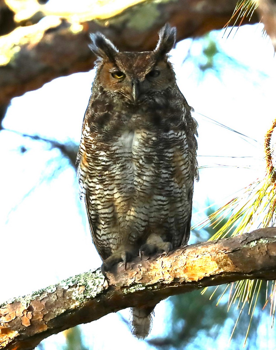 Great Horned Owl - ML619784316