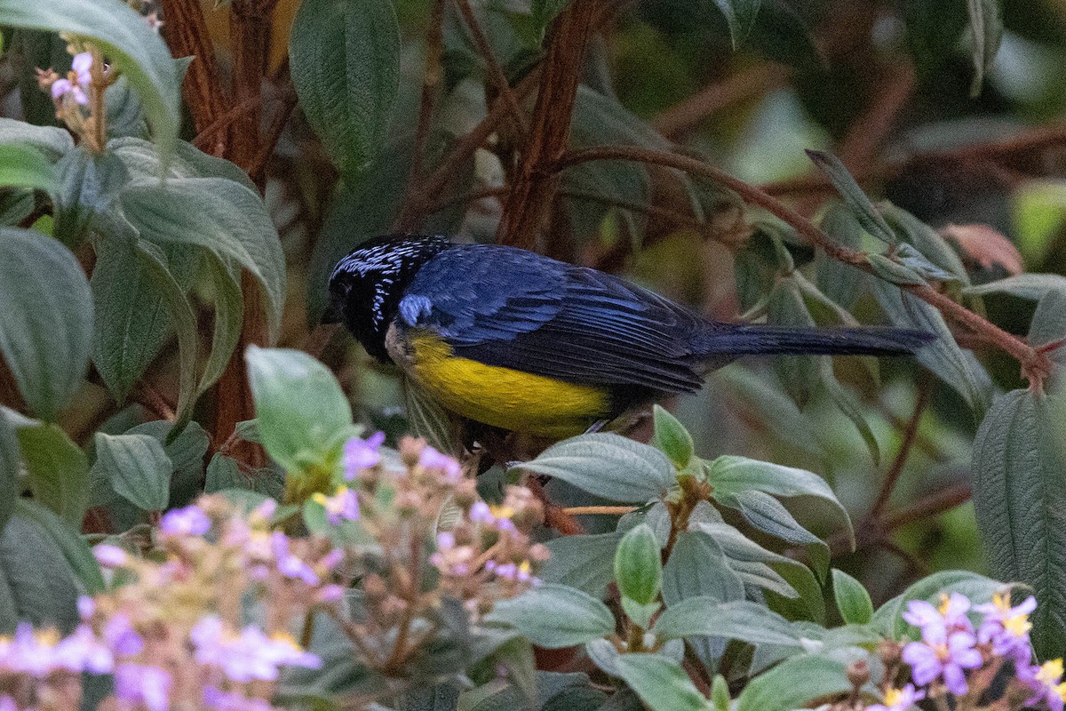 Buff-breasted Mountain Tanager (Buff-breasted) - ML619784317