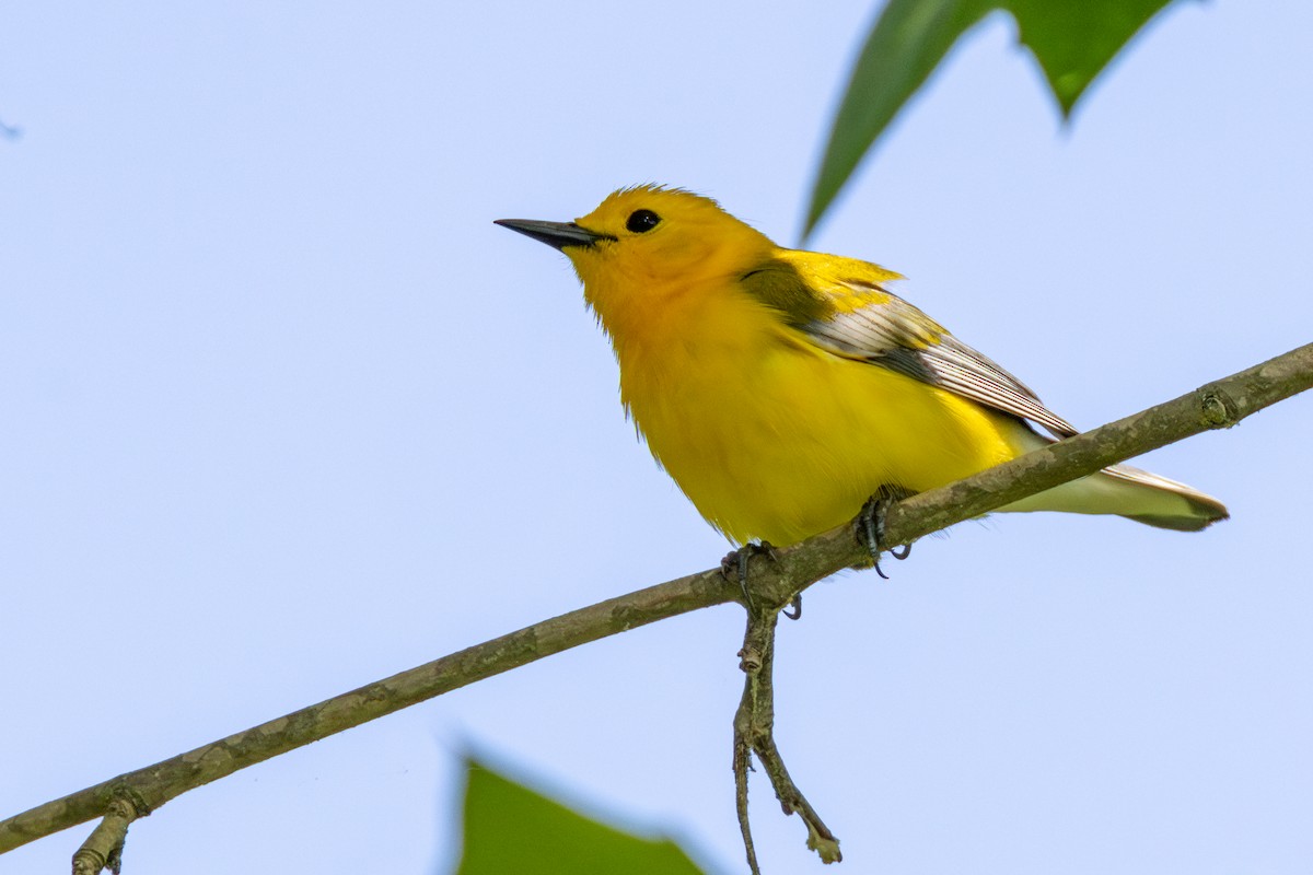 Prothonotary Warbler - ML619784382
