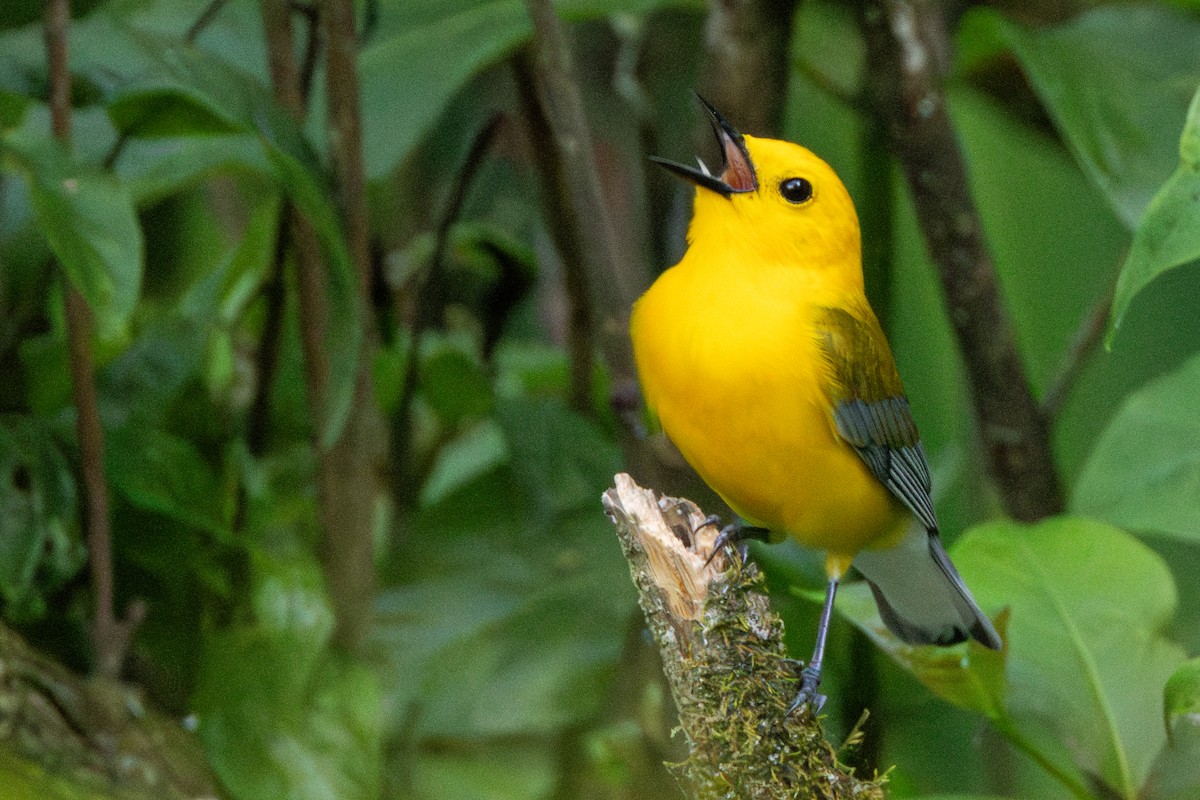 Prothonotary Warbler - ML619784383
