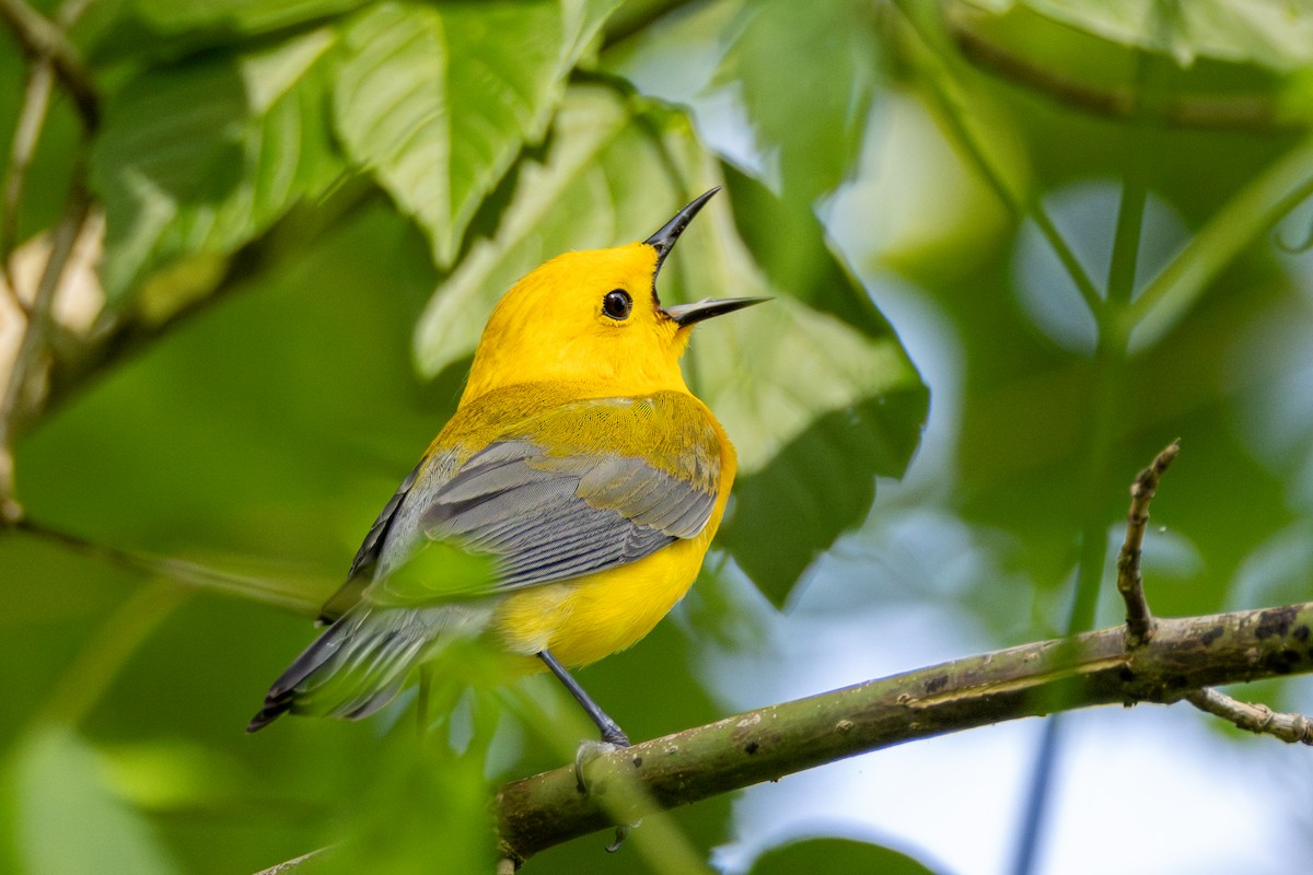 Prothonotary Warbler - ML619784384