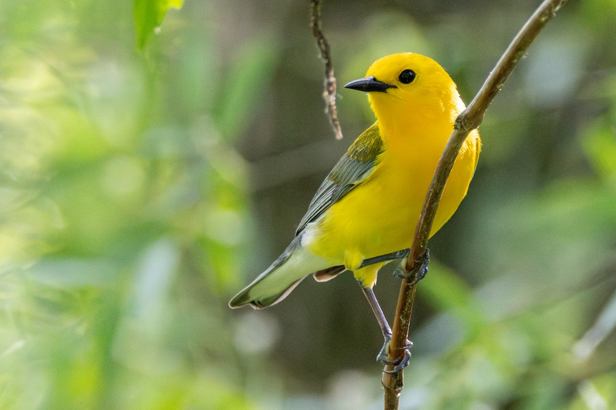 Prothonotary Warbler - ML619784385