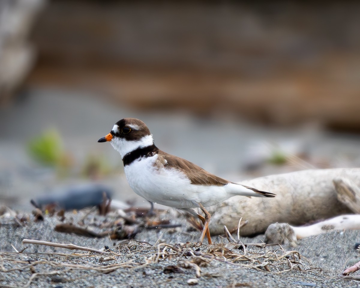 Semipalmated Plover - ML619784408