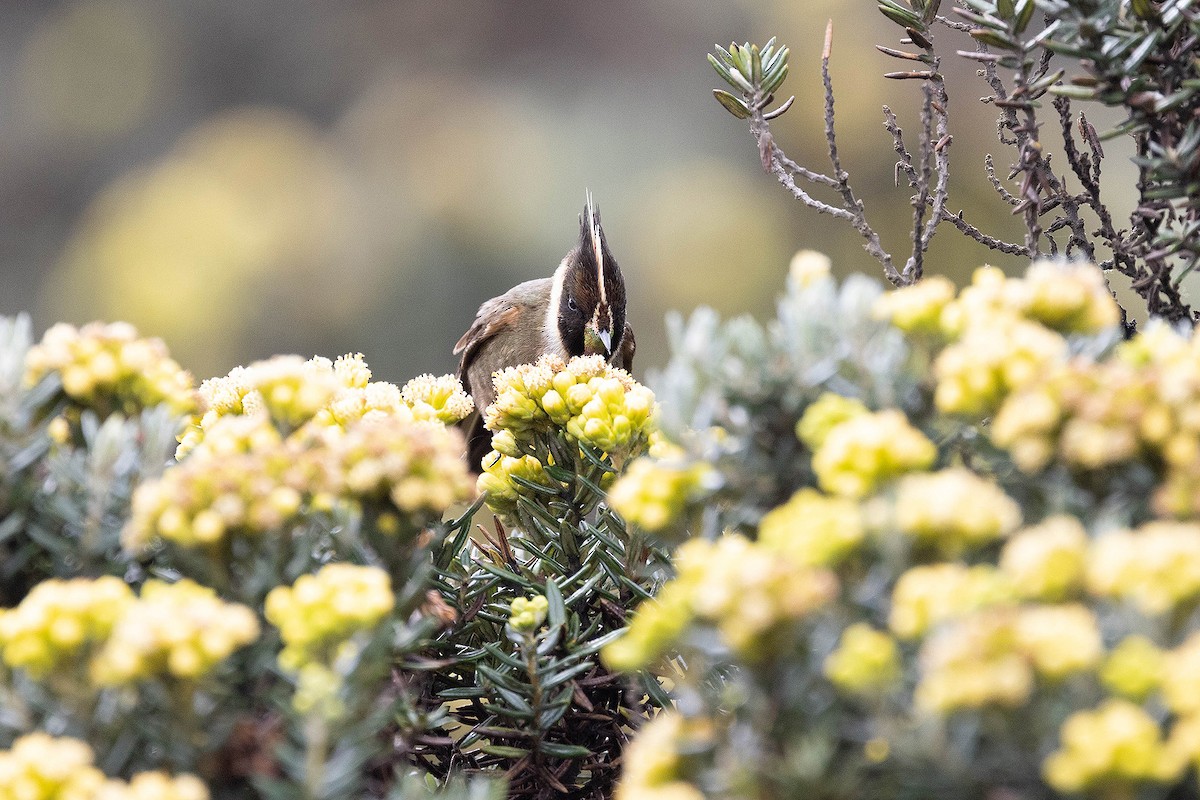 kolibřík tolimský - ML619784418