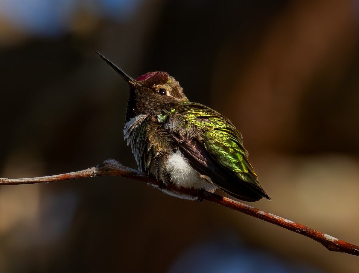 Anna's Hummingbird - ML619784431