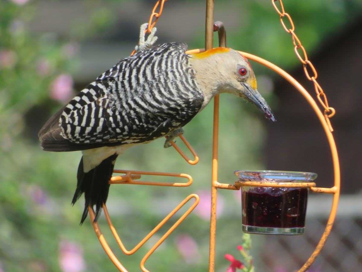 Golden-fronted Woodpecker - ML619784442