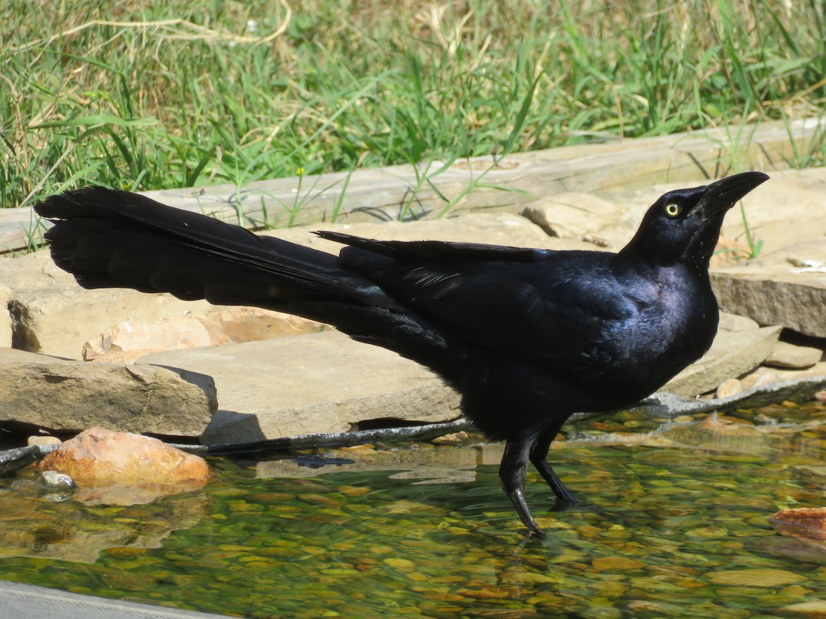 Great-tailed Grackle - ML619784472