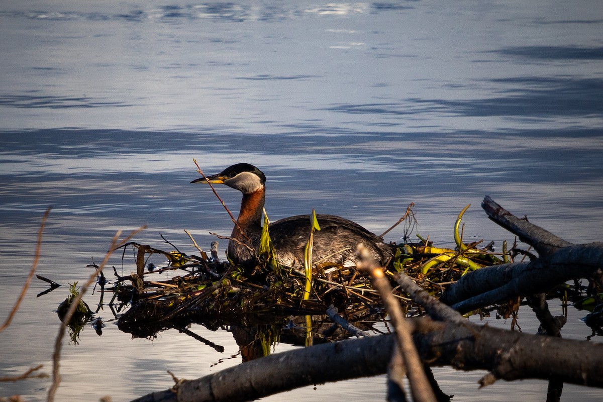 Red-necked Grebe - ML619784483