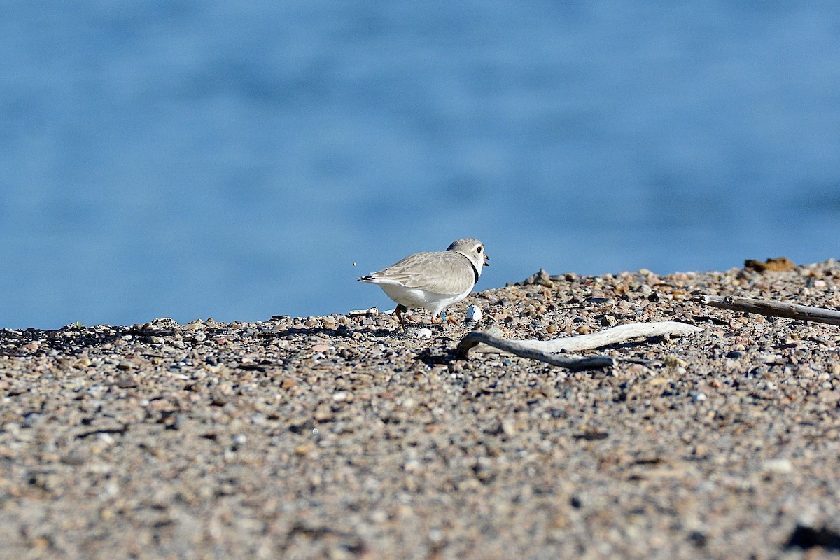 Piping Plover - ML619784509
