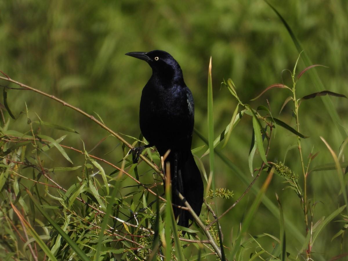 Great-tailed Grackle - ML619784548