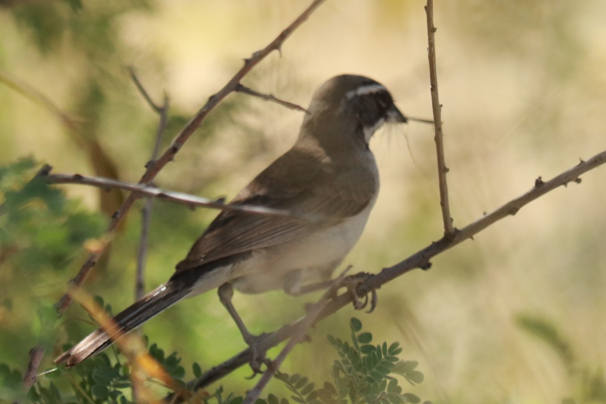 Black-throated Sparrow - ML619784724