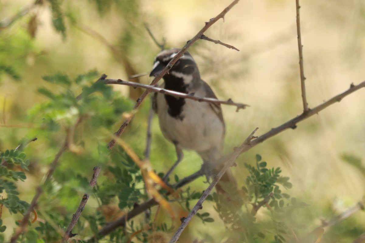 Black-throated Sparrow - ML619784725
