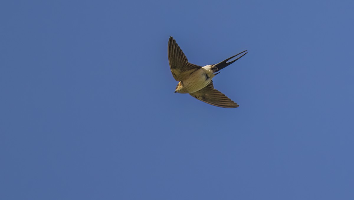 Red-rumped Swallow - ML619784734