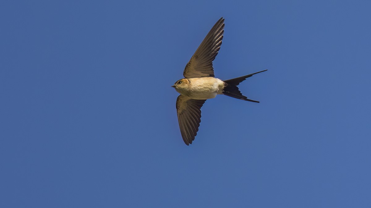 Red-rumped Swallow - ML619784739