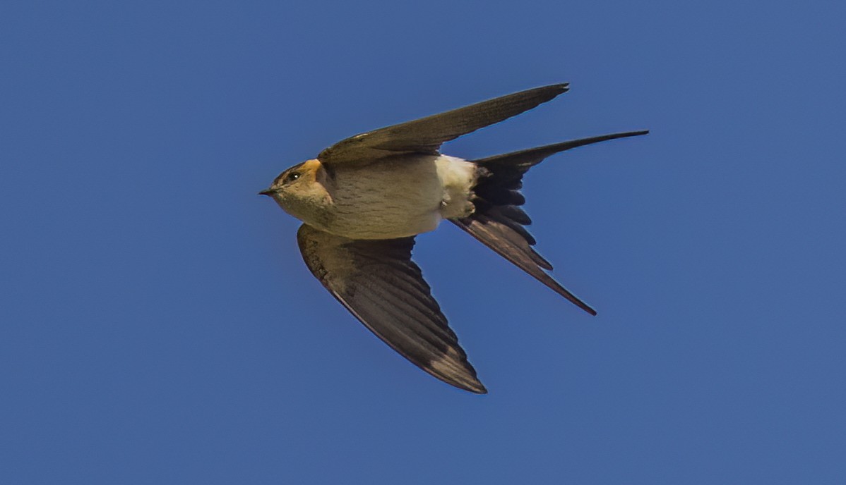 Red-rumped Swallow - ML619784740