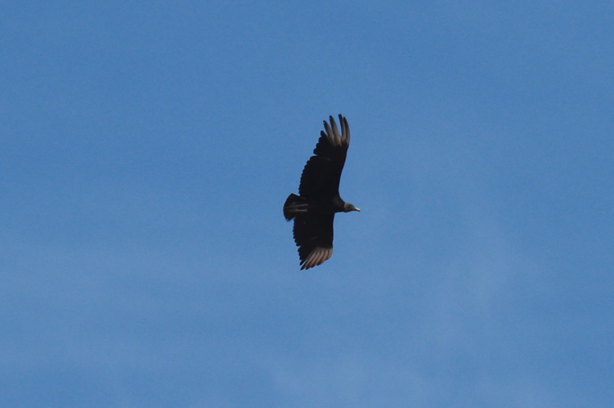 Black Vulture - ML619784758