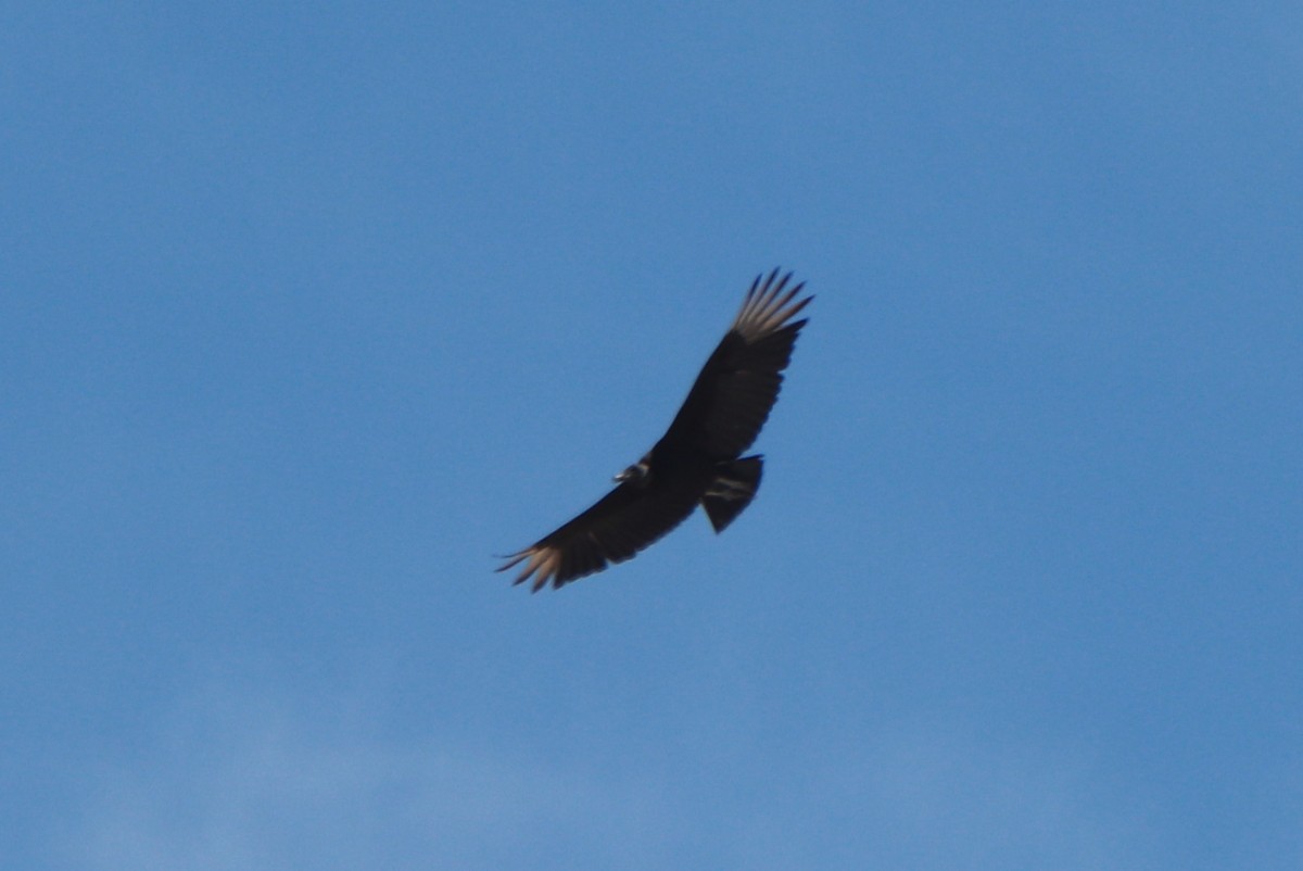 Black Vulture - ML619784759