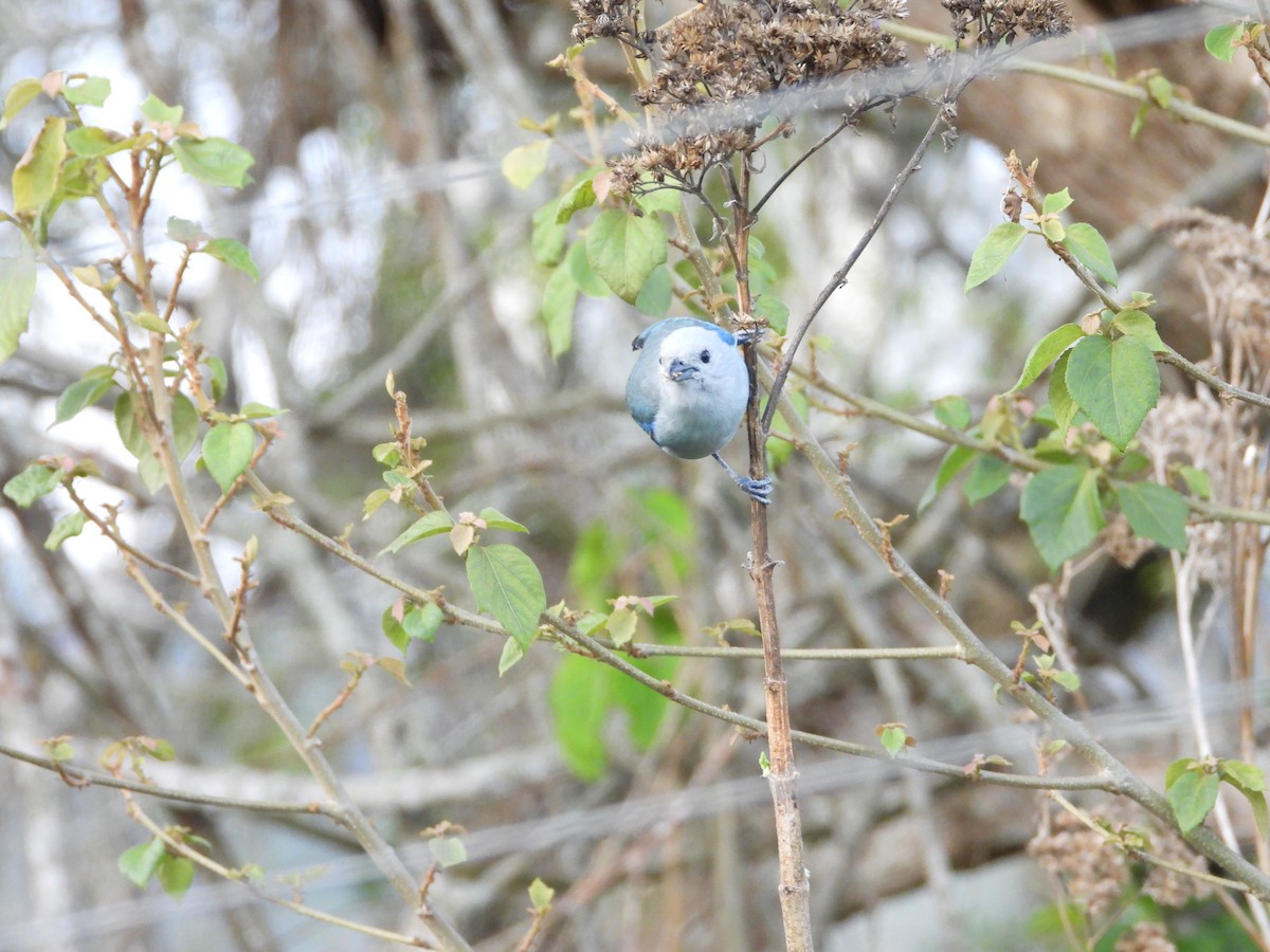 Blue-gray Tanager - ML619784776