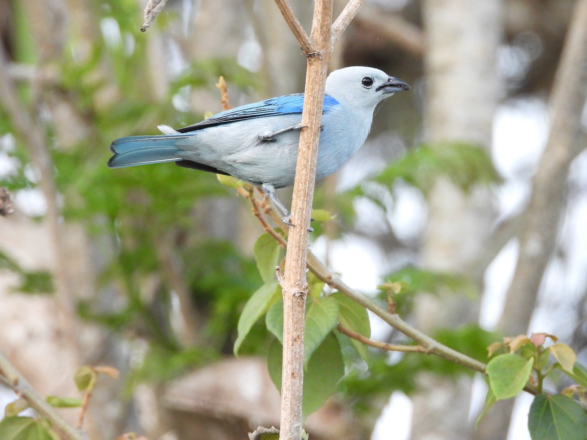 Blue-gray Tanager - ML619784779