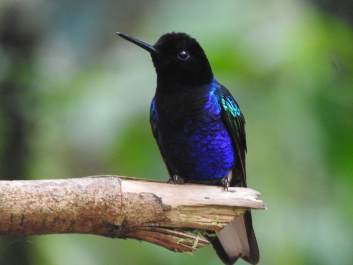 kolibřík hyacintový - ML619784798