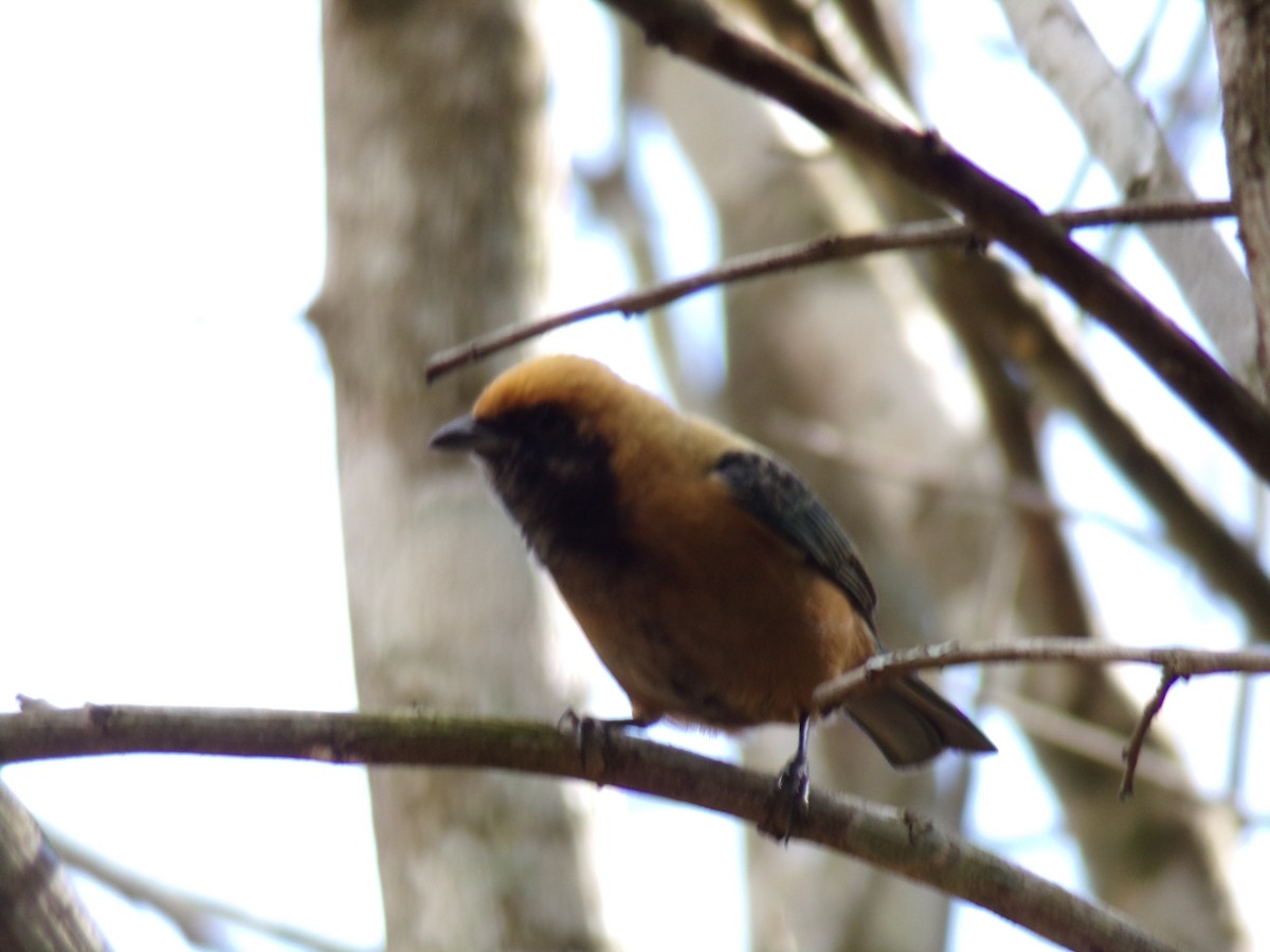 Burnished-buff Tanager - ML619784853
