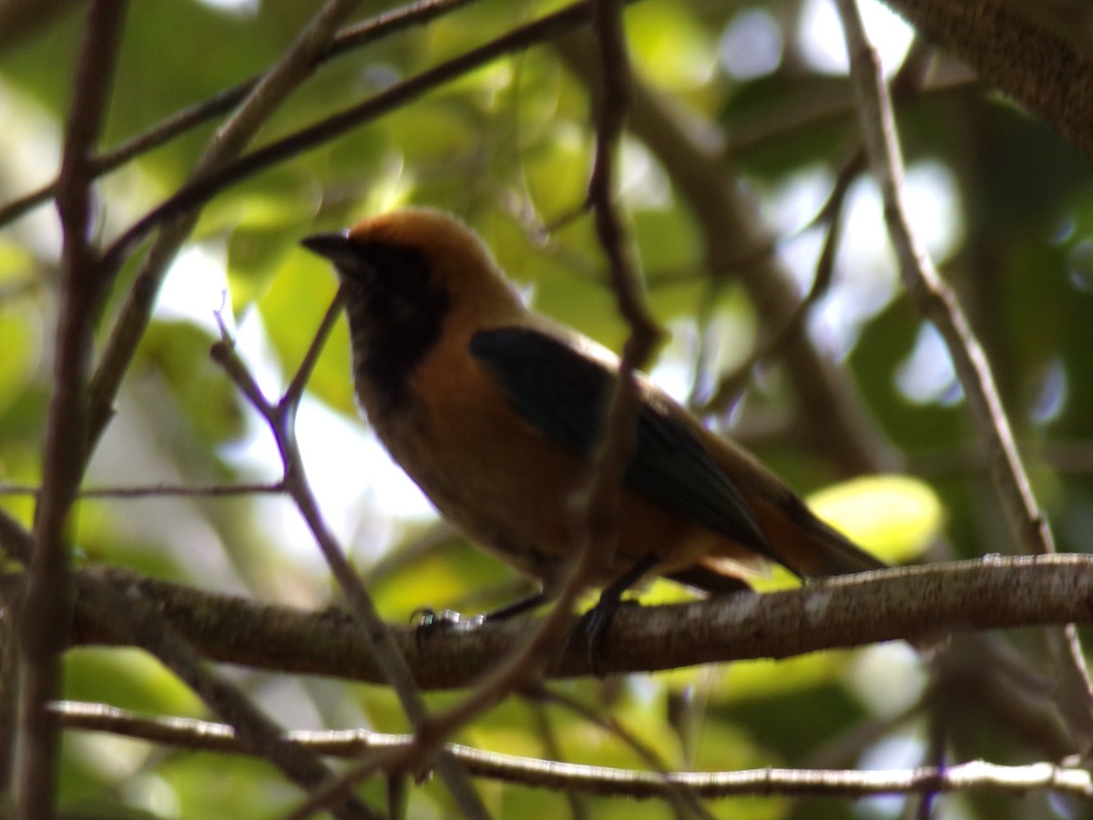 Burnished-buff Tanager - ML619784857