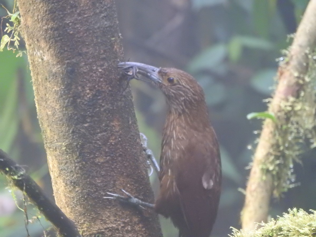 Strong-billed Woodcreeper - ML619784865