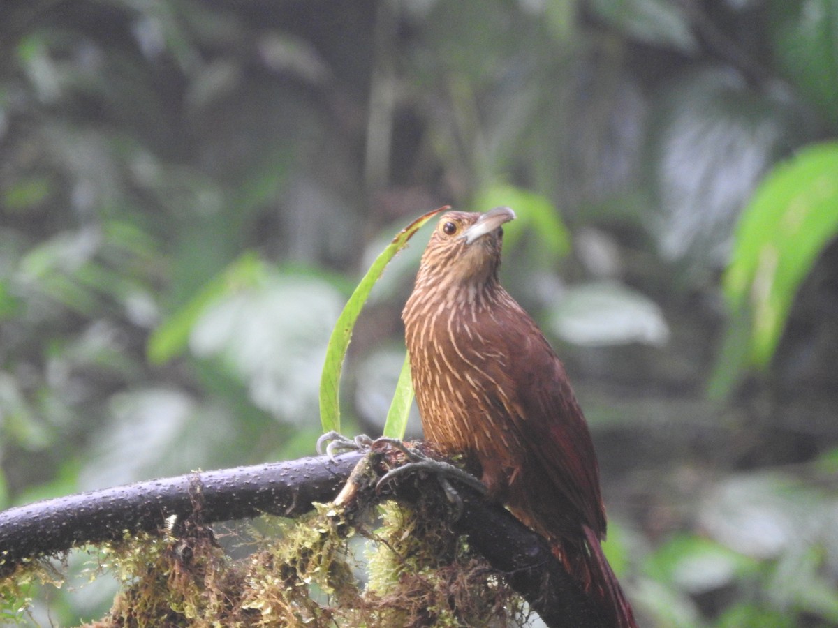 Strong-billed Woodcreeper - ML619784919