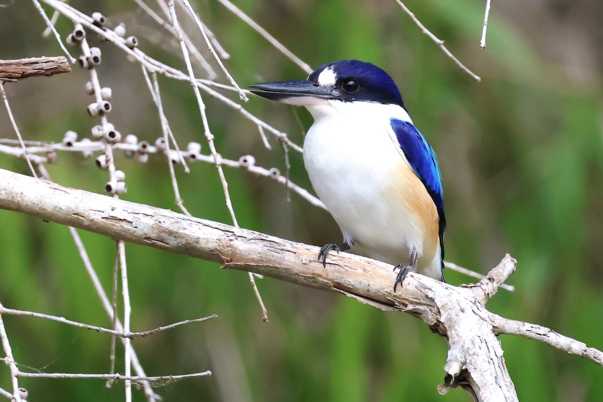 Forest Kingfisher - ML619784952