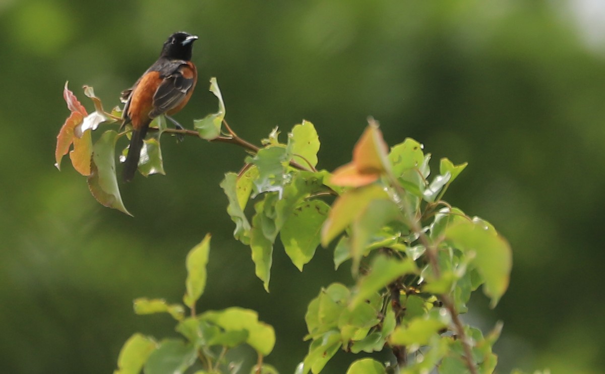 Orchard Oriole - ML619784998
