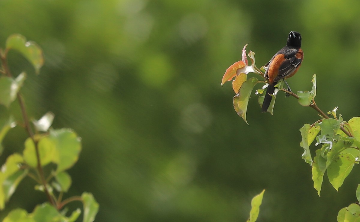 Orchard Oriole - ML619785001