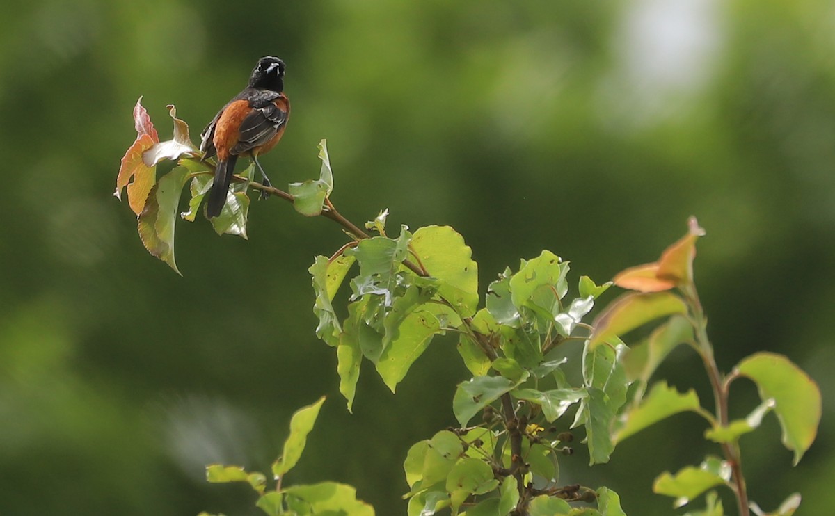 Orchard Oriole - ML619785021
