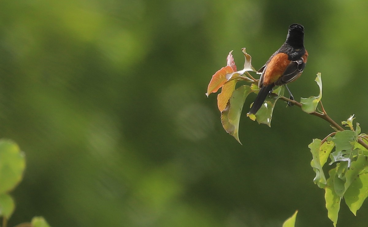 Orchard Oriole - ML619785024