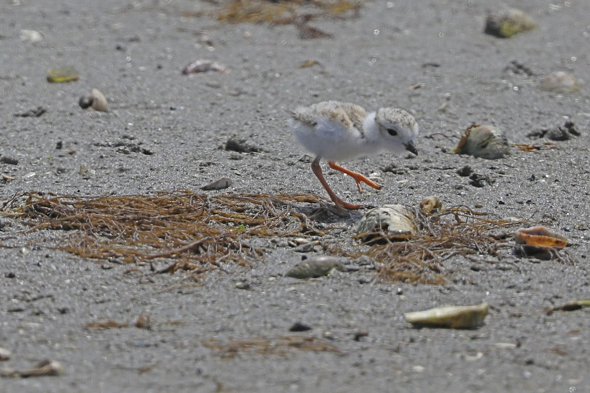 Piping Plover - ML619785034