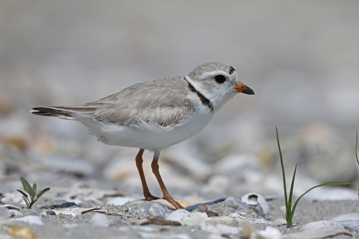 Piping Plover - ML619785035