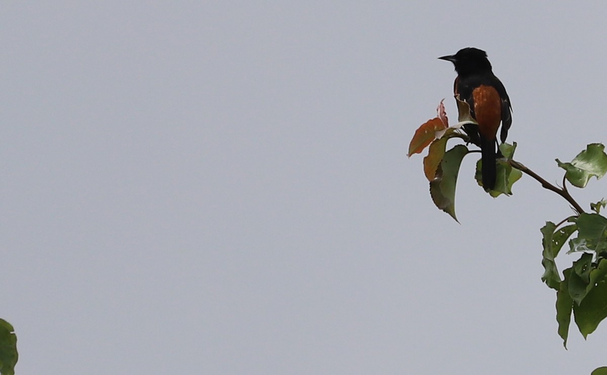 Orchard Oriole - ML619785044
