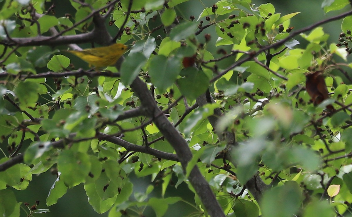 Yellow Warbler (Northern) - ML619785046